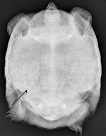 Radiografia-tartaruga-con-uova